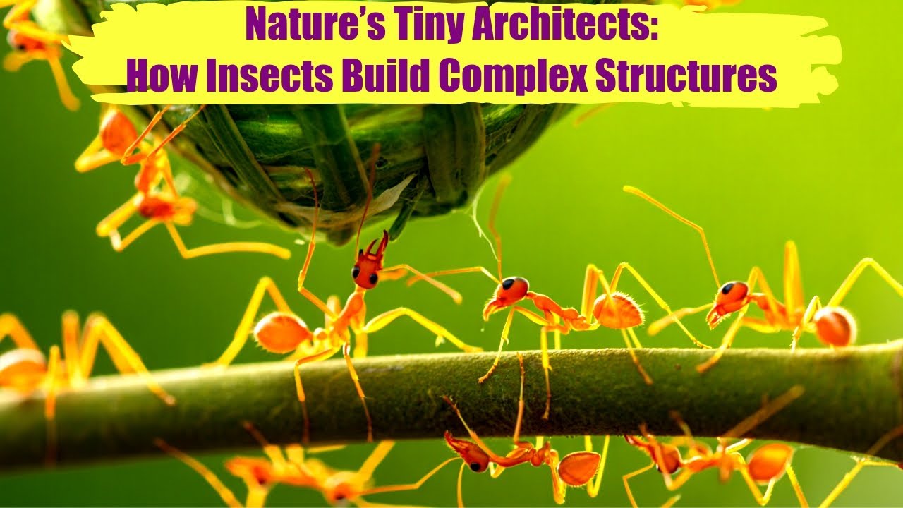Insects Build Nature’s Tiny Architects: How Insects Build Complex Structures - YouTube