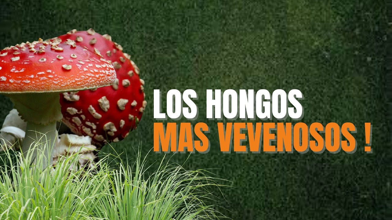El hongo más mortífero del mundo 💀