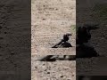 Aquila reale Vs facocèro