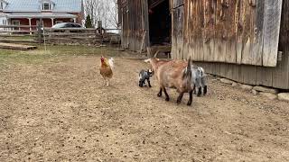 Les bébés chèvres font la rencontre des autres chevreaux