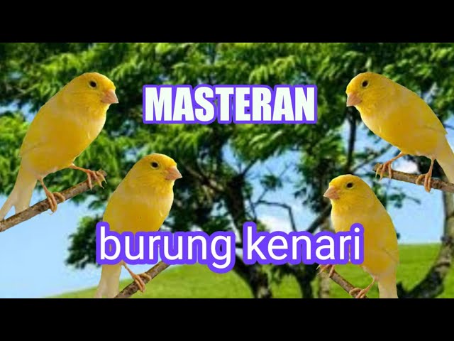 Inilah salah satu materi isian yang masih di minati dalam hal penilaian para juri saat lomba class=