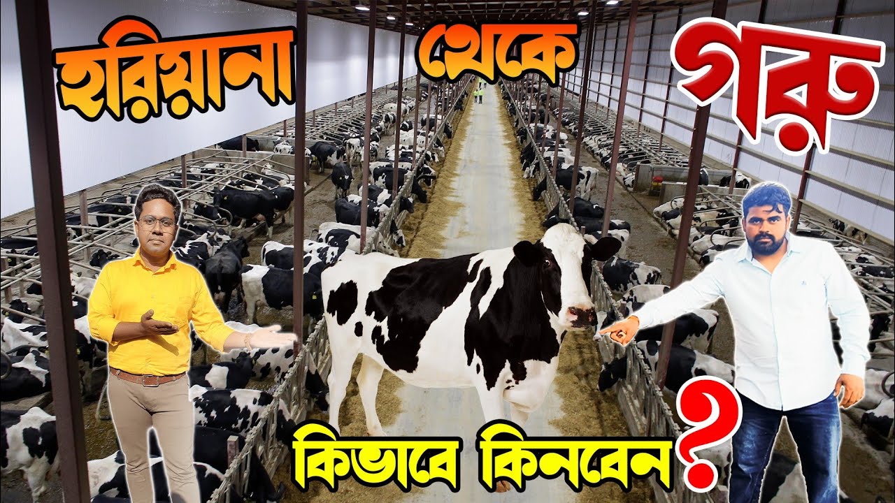 হরিয়ানা থেকে অরিজিনাল গরু কিনবেন কিভাবে | Cow Farming | গরুর খামার | Dairy Farm | Original Cow