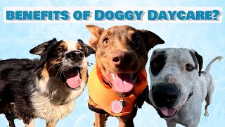 WHAT ARE THE BENEFITS OF DOGGY DAYCARE AND WOULD IT SUIT YOUR DOG