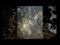 A Glister of Leaves 1: Poems from Ashdown Woods