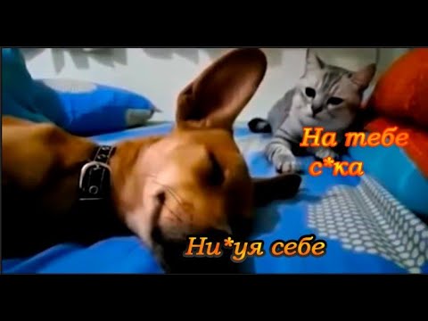 Кот ударил собаку лапой