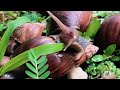 Snails, more than just slow, Unveiling the surprising facts  #snail #snails #snailcolony  #nature