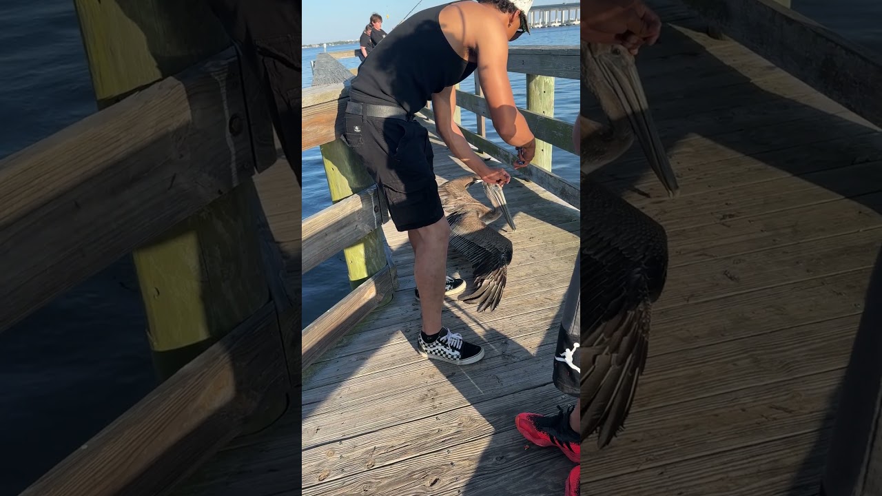Pelican rescue on local pier !  Tiger, shark. Great white shark ￼
