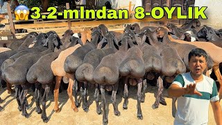 ЧЎП БЕРМАЙДИГАН НАРХЛАР! 🐑 3.4 МЛНДАН ҚЎЗИЛАР — РЕКОРД АРЗОН! 💥