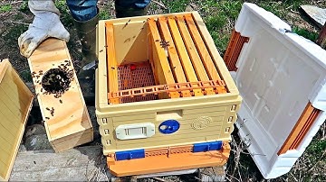 How to Install Bee Package?