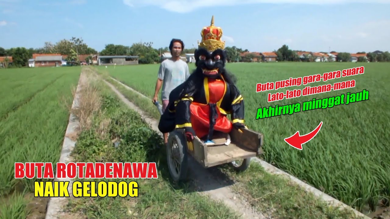 Viral ! Buta Rotadenawa naik gelodog Pusing gara-gara suara lato-lato akhirnya minggat jauh (Buto)