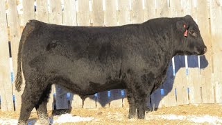 Lot 13 - MAR Capitalist 414