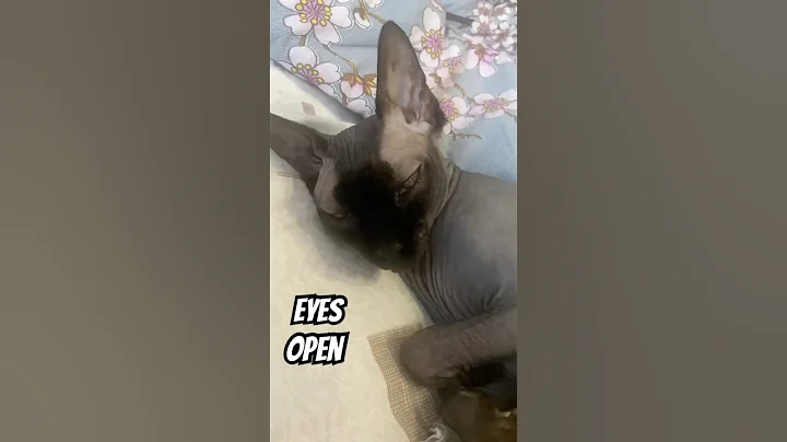 Watch the video about The cat sleeps with its eyes open #cat #sphynxismyworld #catsofyoutube #sphynx #cute #pets #kitten