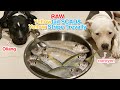 Pit Bulls eat RAW Yellowtail SCAD&Yellow Stripe Trevally combo [ASMR] BARF MUKBANG 犬が生の肉を食べる [咀嚼音]