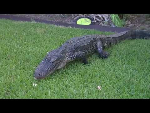 Gator takes a