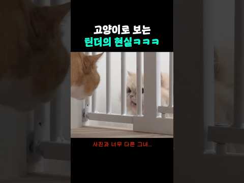 고양이 버전 <strong>틴더</strong> 후기