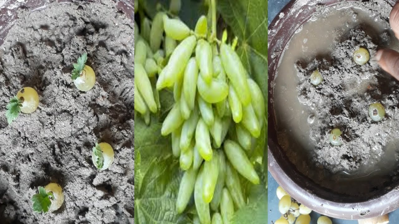 How to propogate grape tree easy process at home,,growing grape tree from grape fruit for beginners