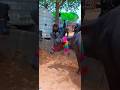 pashu mandi 31may 2025 jaipur hatwada #buffalo #pashupalan #eiduladha2025 #shoorts