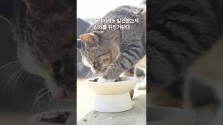 애미야... 간이 짜다 #제주도바다에는고양이가산다