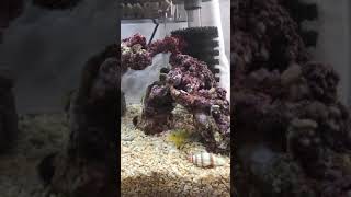 ギンガハゼが出て来てくれて❤️海水魚水槽