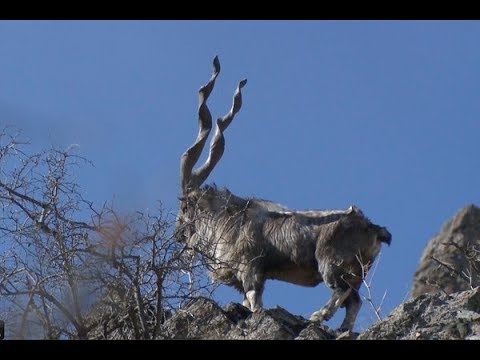 Unseen visuals of Markhor in Pakistan chitral  National Animal of Pakistan 