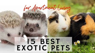 15 Best Exotic Pets for Apartment Living  Learning video