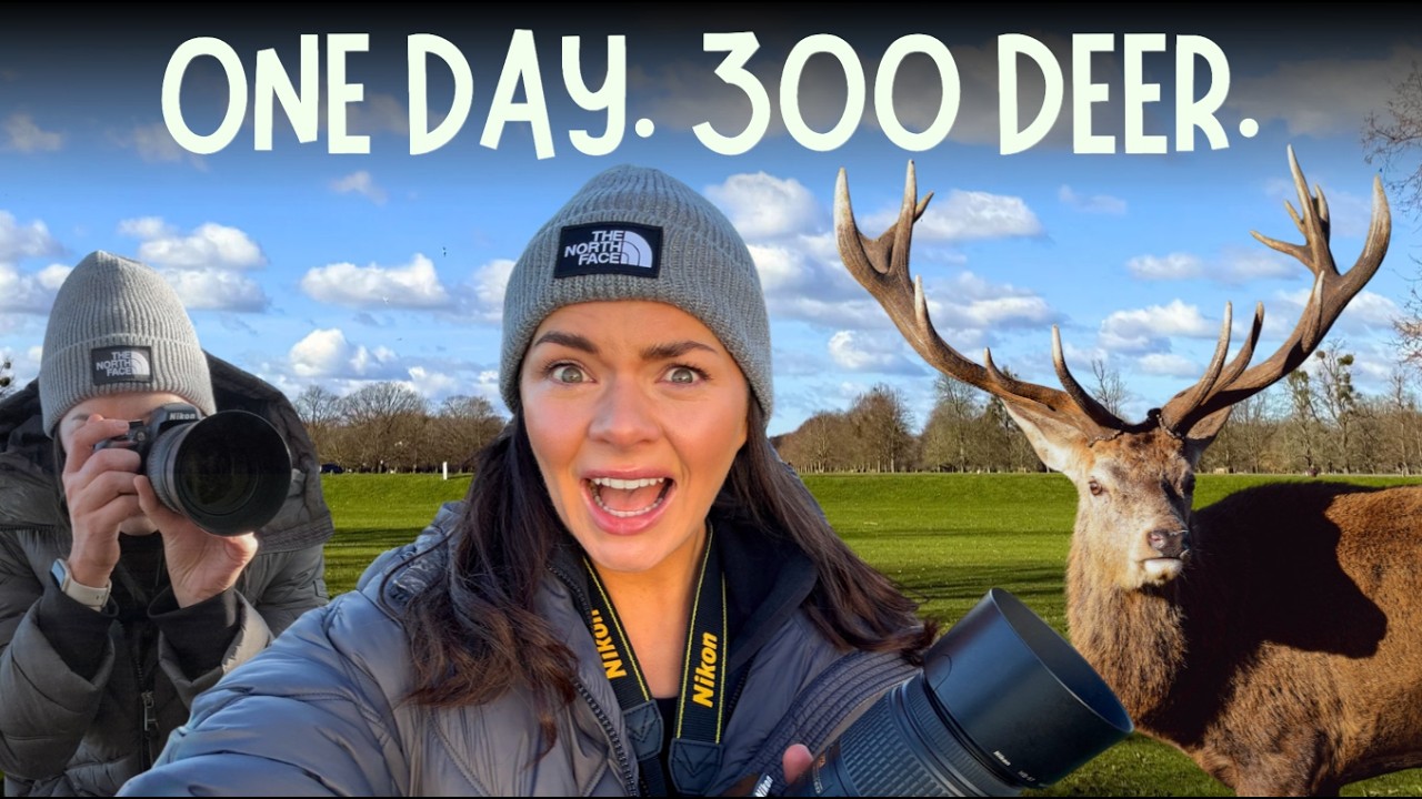 Фотосъемка дикой природы в Лондоне?! Дикие олени на виду у всех.