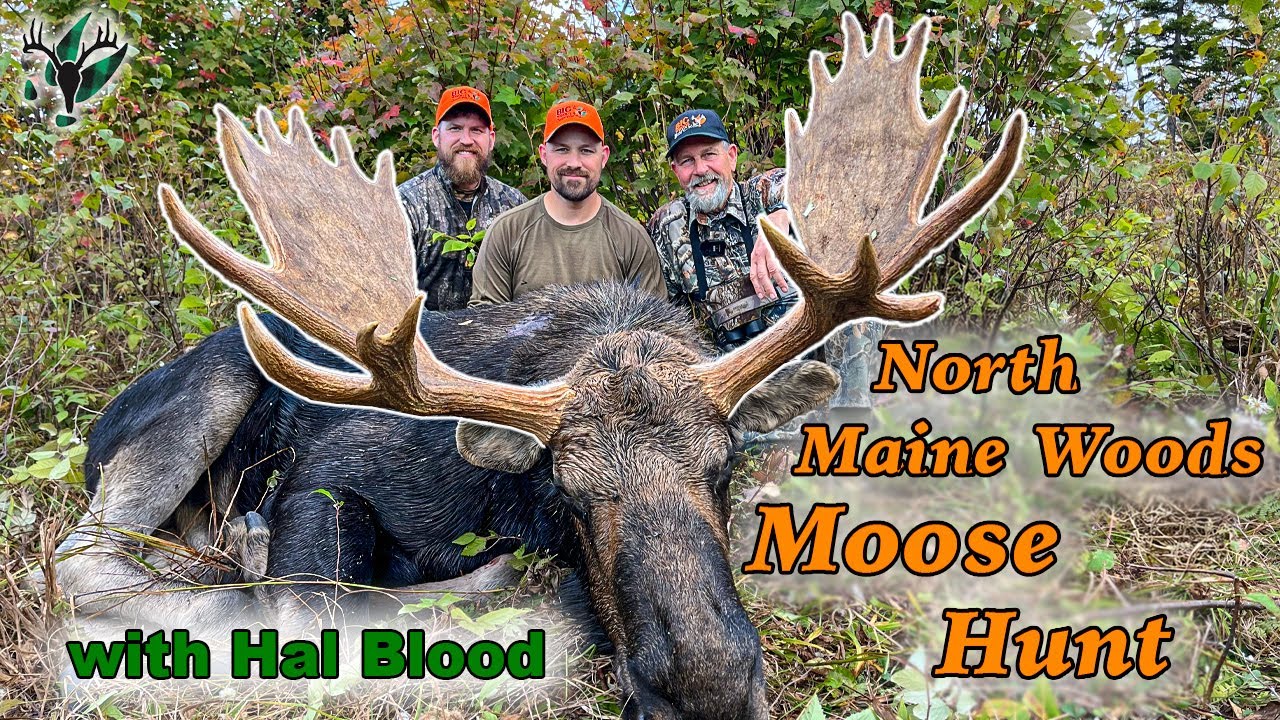 NICE BULL! A North Maine Woods moose hunt with Hal Blood - YouTube