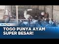 Ayam Goliath Lokal Togo Tantang Produk Impor