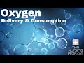Oxygenation, Oxygen Delivery and Consumption