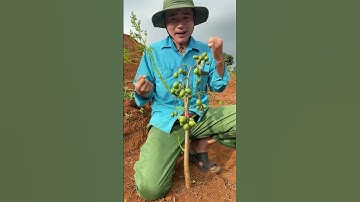 Cóc Thái trái sum xuê