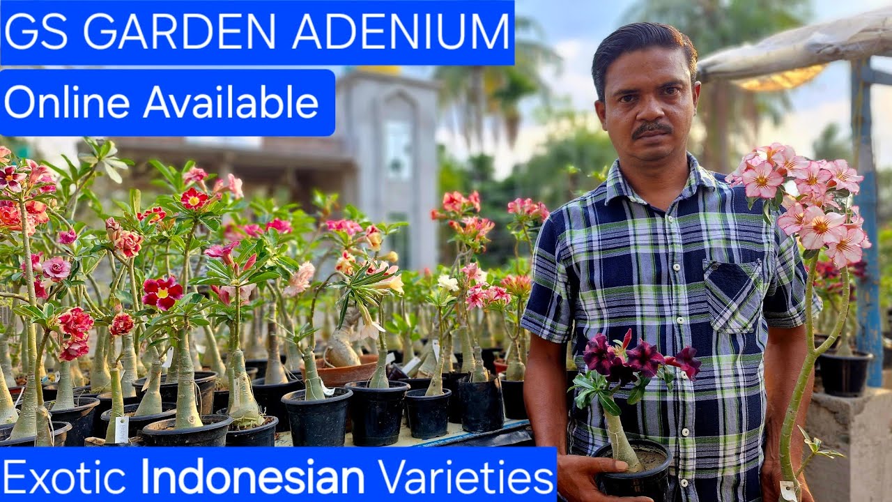 GS GARDEN ADENIUM|NEW EXOTIC INDONESIAN/VIETNAM VARIETIES OF ADENIUM|