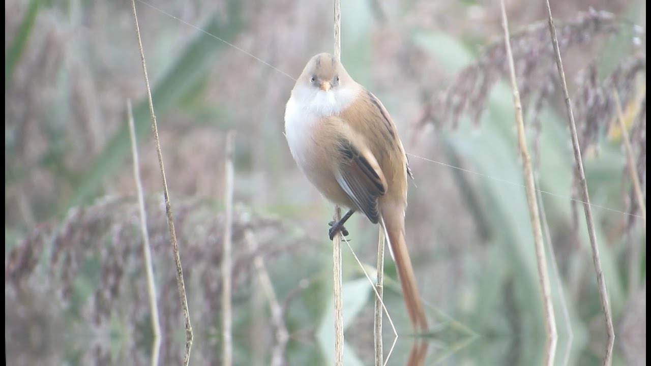 Zwarte tit tubes