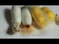 3 silkworms hatching together
