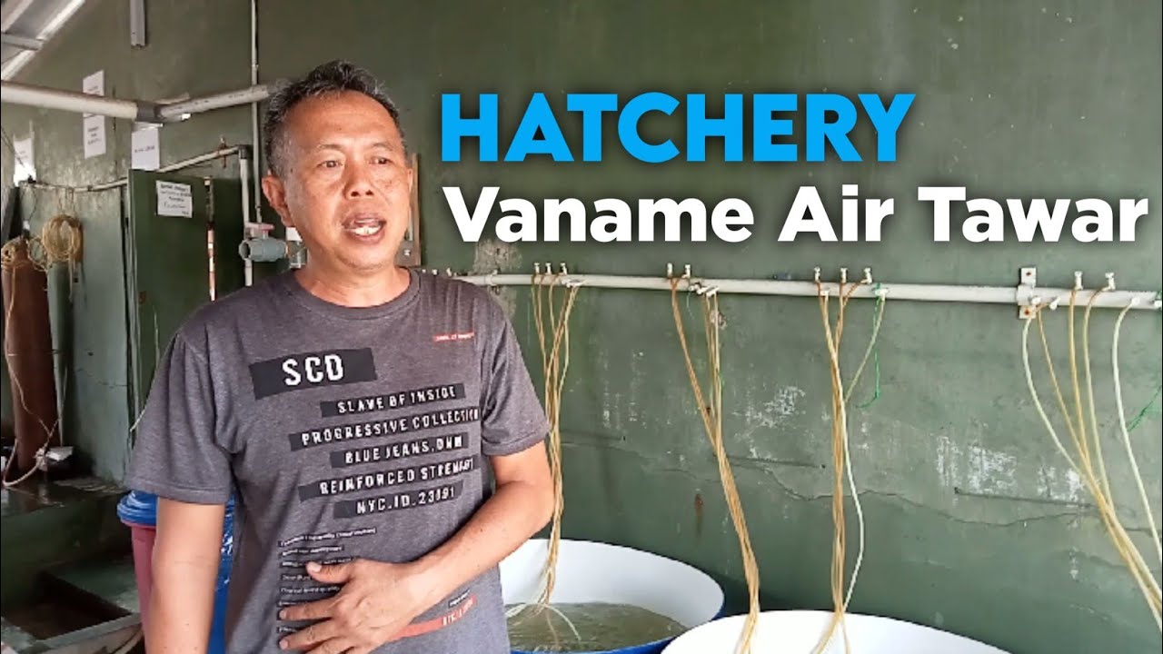 Kunjungan ke Hatchery Vaname Air Tawar OPYE 