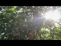 FROM BACKYARD TO TABLE | HEALTHY & REFRESHING PANDAN AND LEMONGRASS ICED TEA
