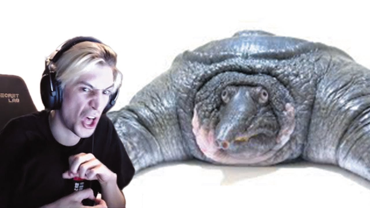 xQc reacts to Daily Dose Of Internet | A Really Squishy Turtle (with chat)