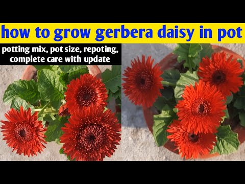 Video: Gerbera Daisy Planting Guide: Growing Gerbera Daisy Flowers
