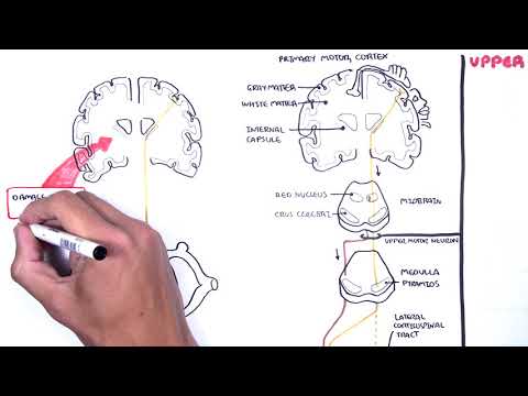 Introduction to Upper and Lower Motor Neuron Lesions