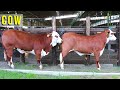 Farm Animal - Feira de Gado  - Leilão de Gado - Boi Vaca e Bezerro