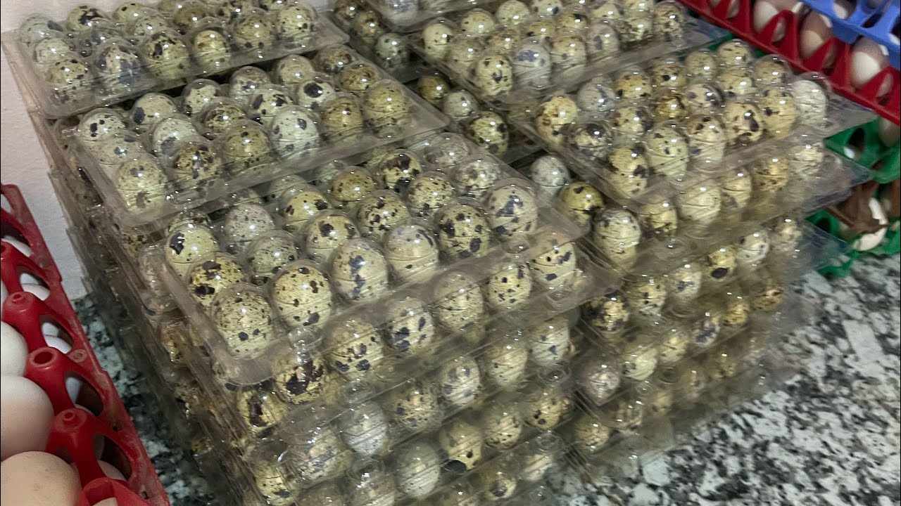 مشروع تربية السمان ارباح خيالية فمساحة صغيرة إعملو الاسباب فالارزاق بيد الله