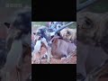 Wild dogs hunt in a scientific way#Animal World#Wild animals#Animal Commentary#The battle
