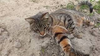 Cat resting in nature