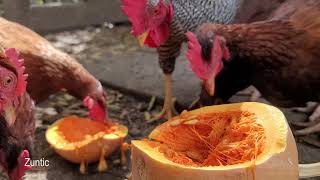 Chickens try the inside of a pumpkin the seeds and flesh. Will chickens eat a pumpkin?