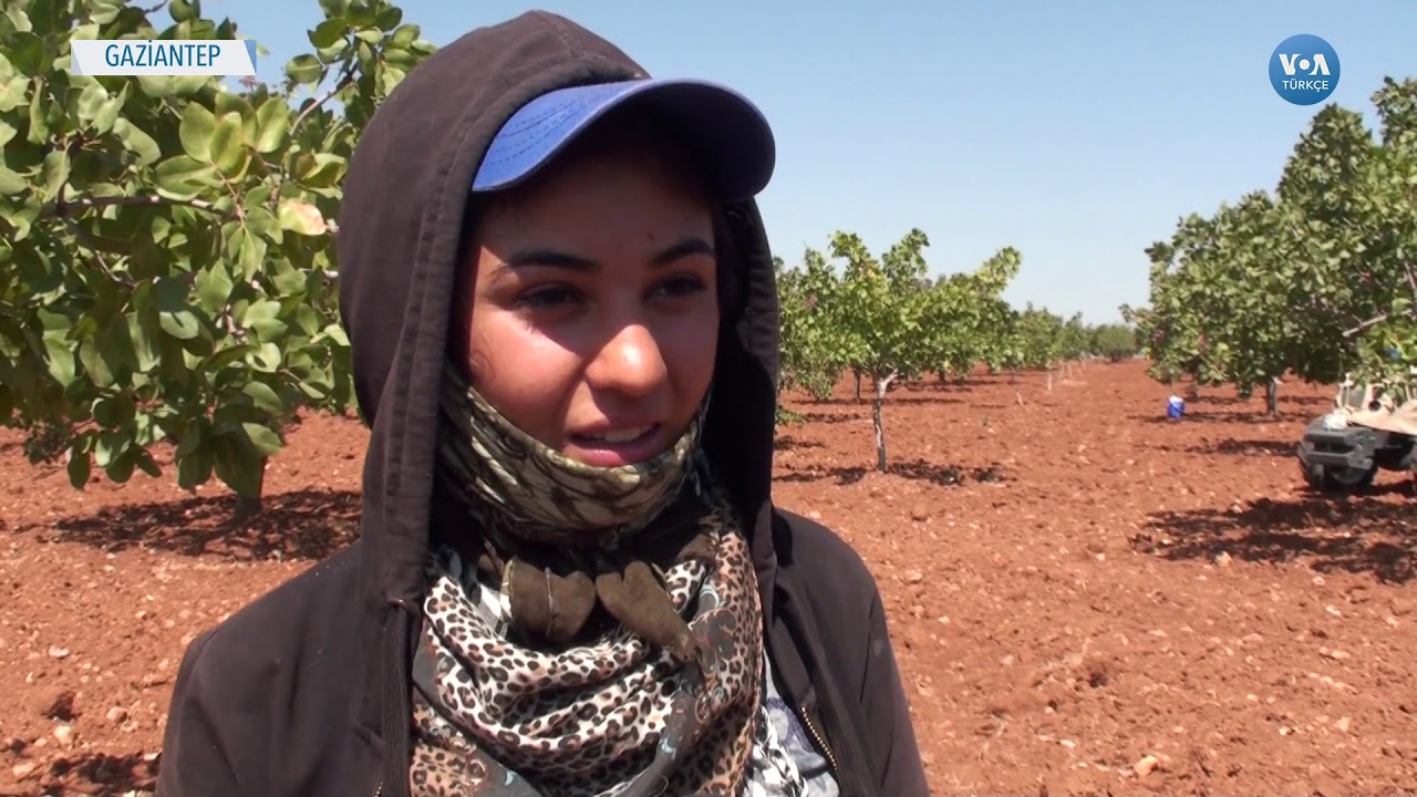 Antep Fıstığında Hasat Mevsimi