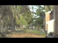 Dionar 85 210mm f4 8 bokeh test