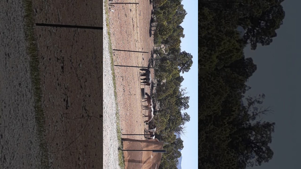 Horses in camper area, mesa verde, national park  mancos cortez Colorado