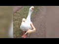 Denn Ich Dance Mit De Gänse