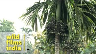 Jackfruit, betelnuts and banana plantation in India