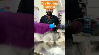Dry Bathing In Dogs Tutorial | #shorts