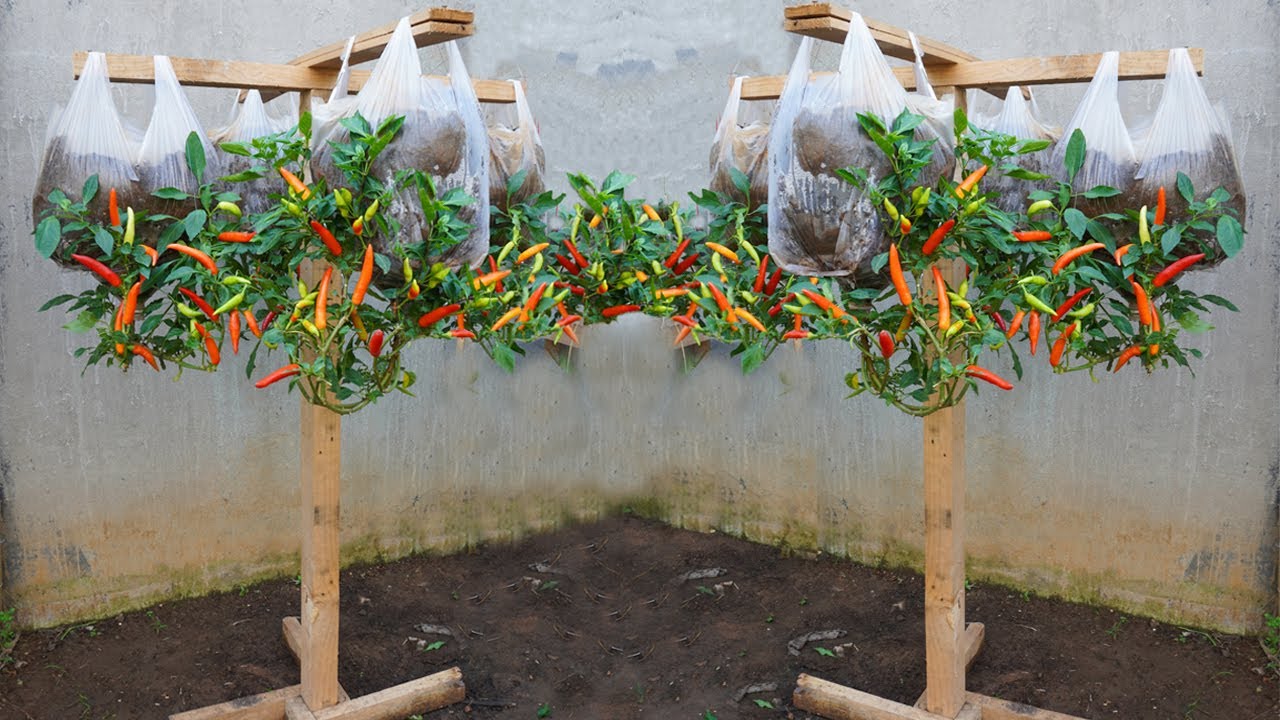 Grow peppers in plastic bags, you won't need to buy peppers anymore